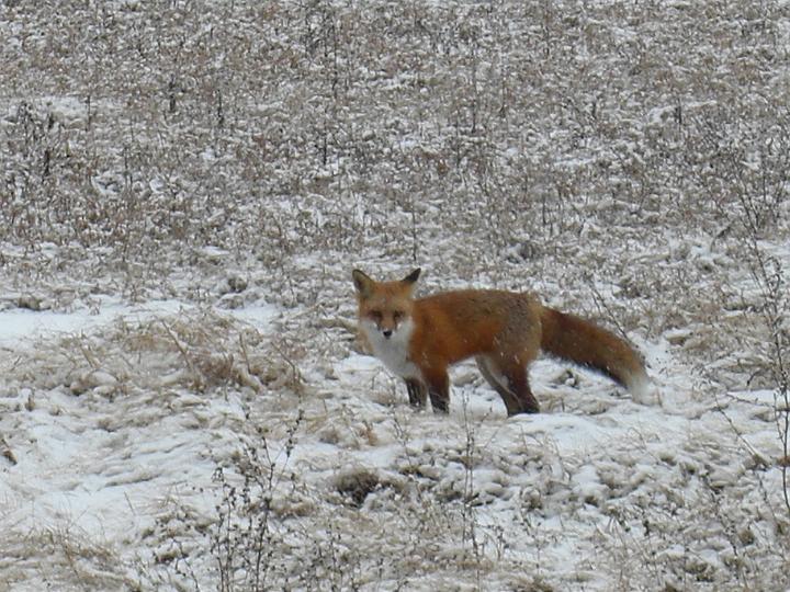 Christmas Fox 2007 008.JPG